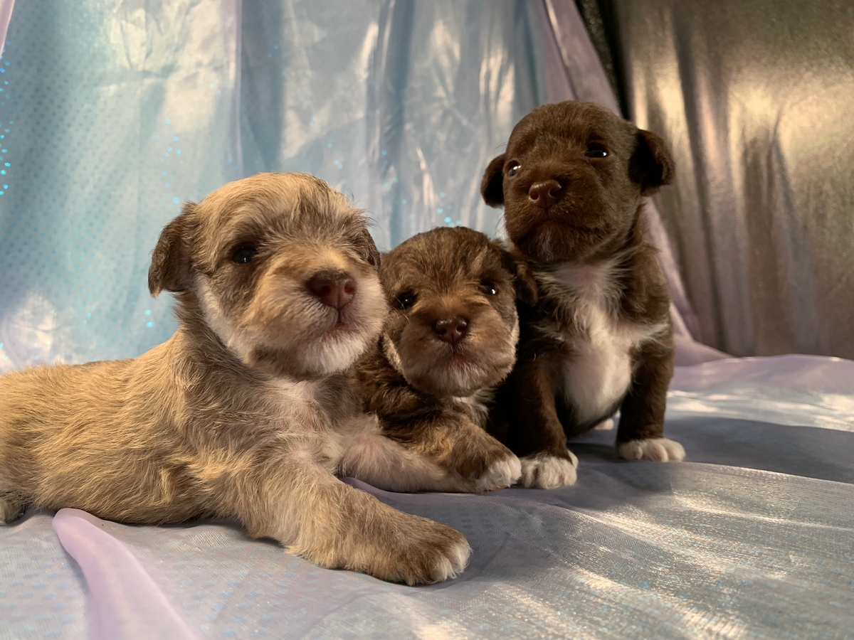 Miniature Schnoodle Puppies Available Now!